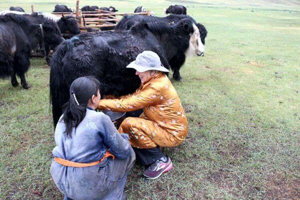 Big Loop of Mongolia 65 Yak Milking