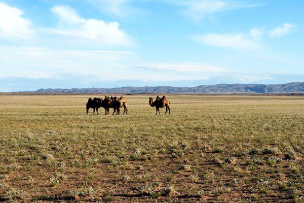 Camels in Desert