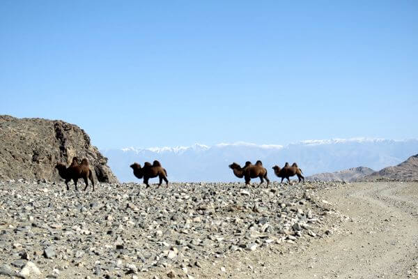 Camels in Mountain