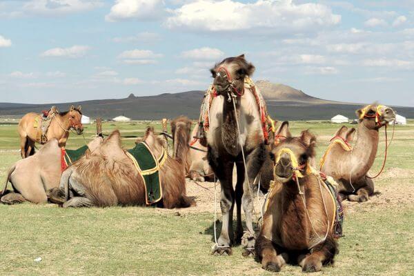 Camel Riding Mongolia