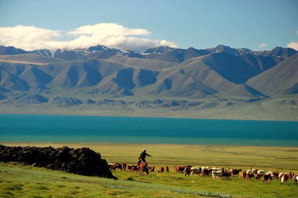 Mongolia Herder