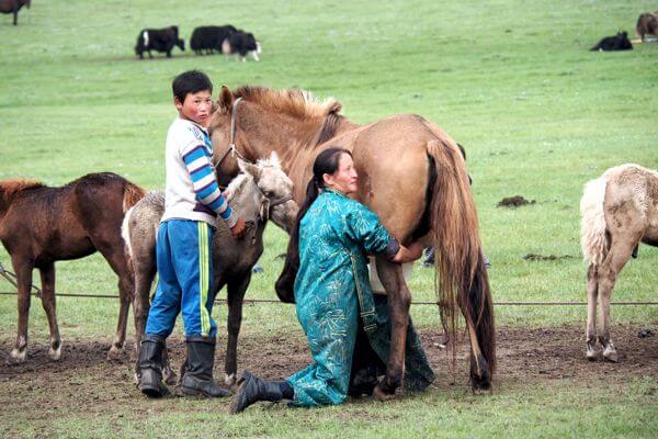 Horse Milking