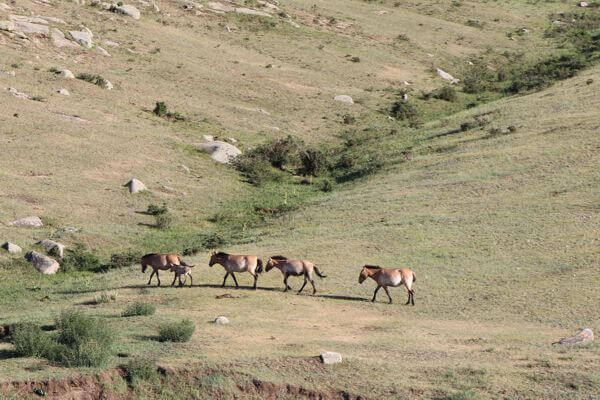 Khustain Nuruu National Park Trip