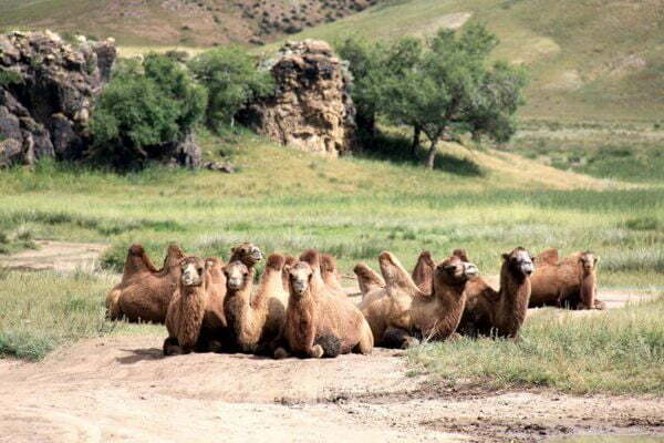 Camels Mongolia