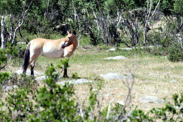 Przewalski's horse