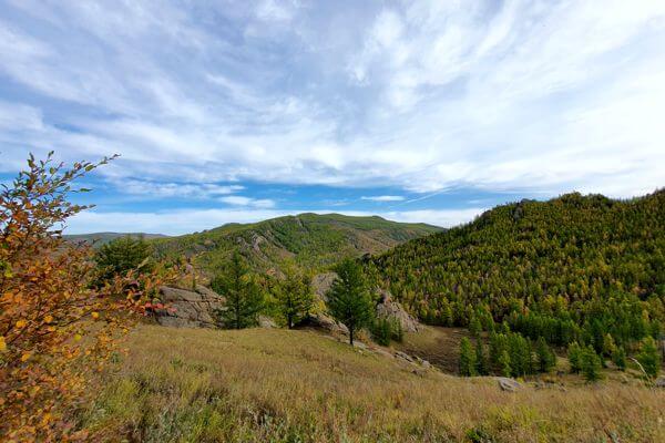 Forest Mongolia