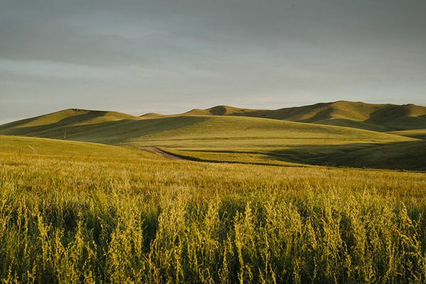 The Genghis Khan's Birthplace 25 Grassland