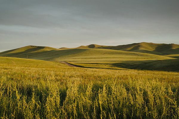 Grassland