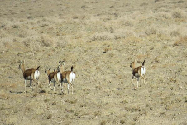 black tailed gazelle