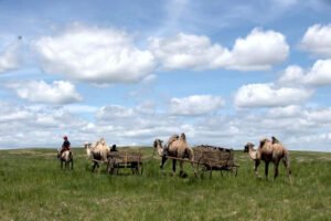 Camel Caravan