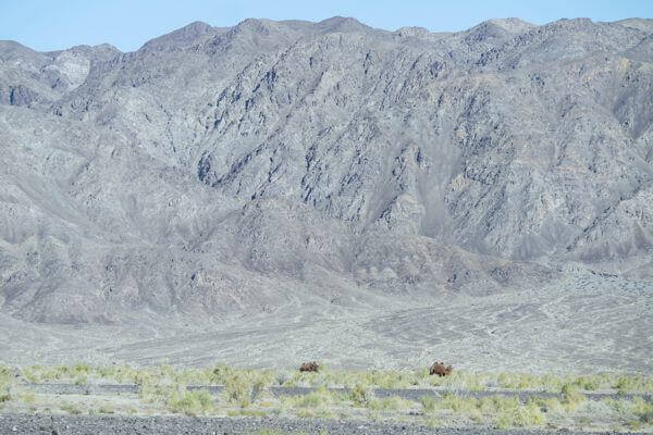 Gobi-Altai Region